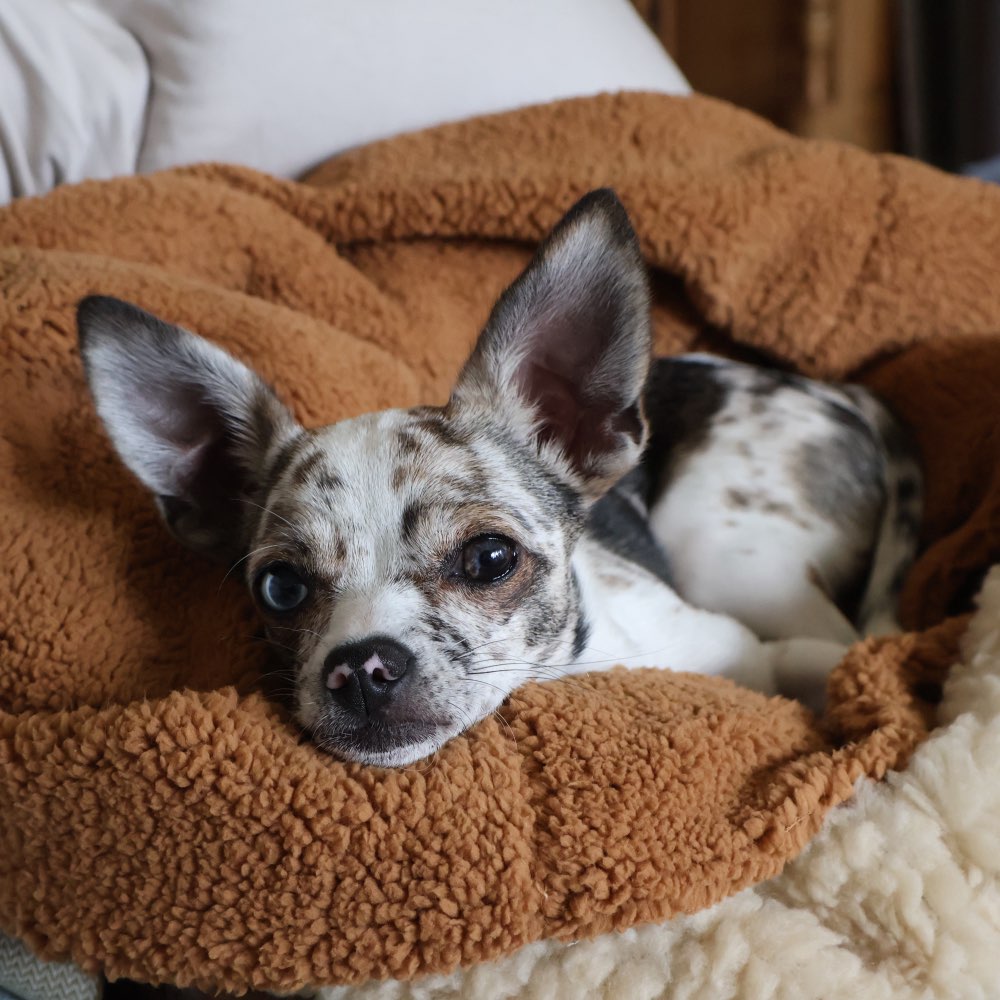 Hundetreffen-Sozialkontakte im Mini bis kleinbereich-Profilbild