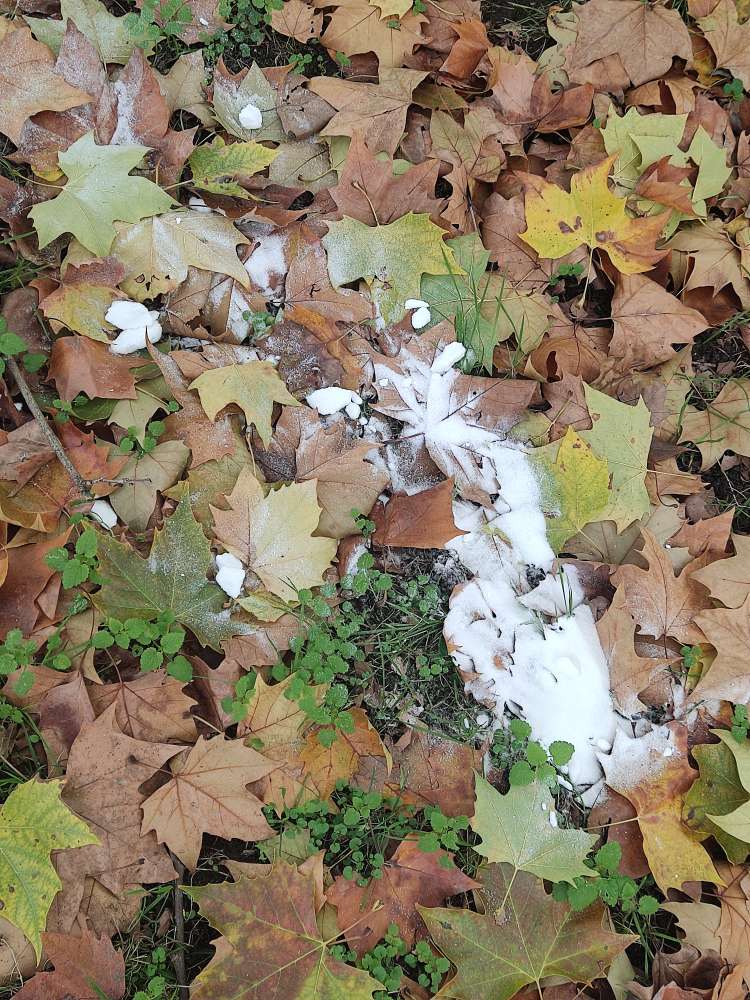 Giftköder-unbekanntes Weisses pulver-Profilbild