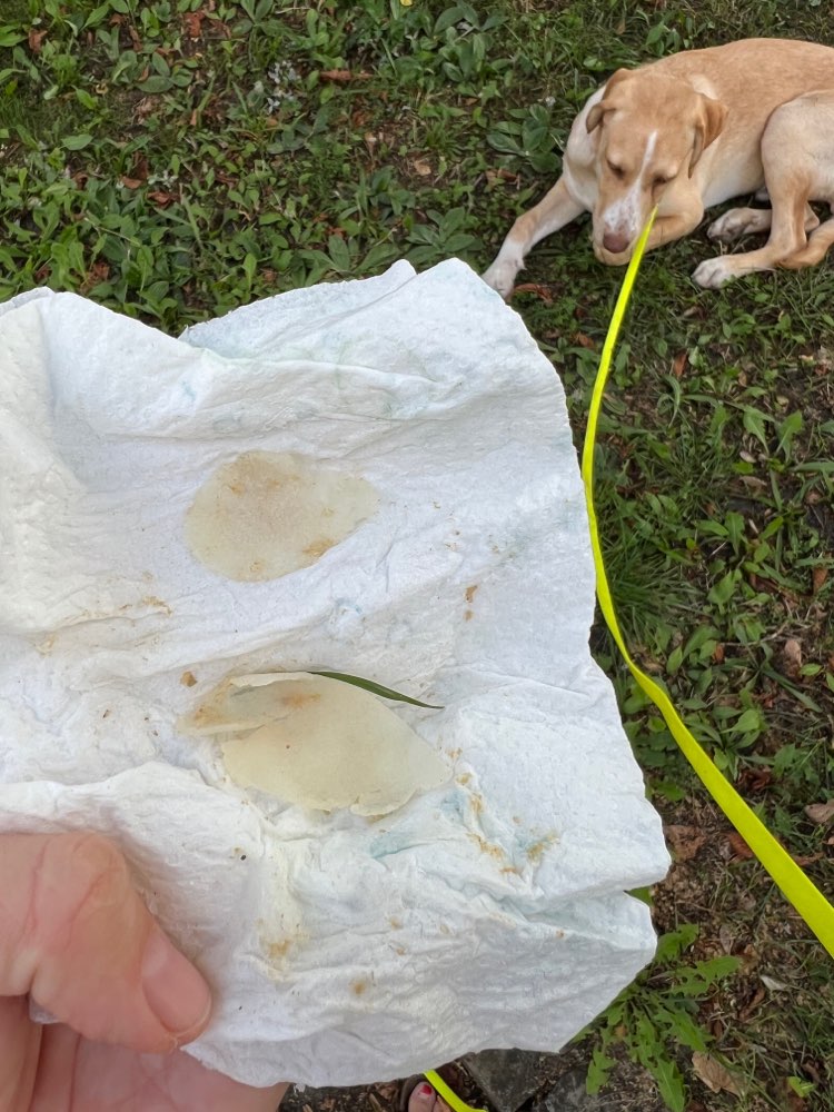 Giftköder-Giftköder im Umkreis dieses Wohngebiets-Profilbild