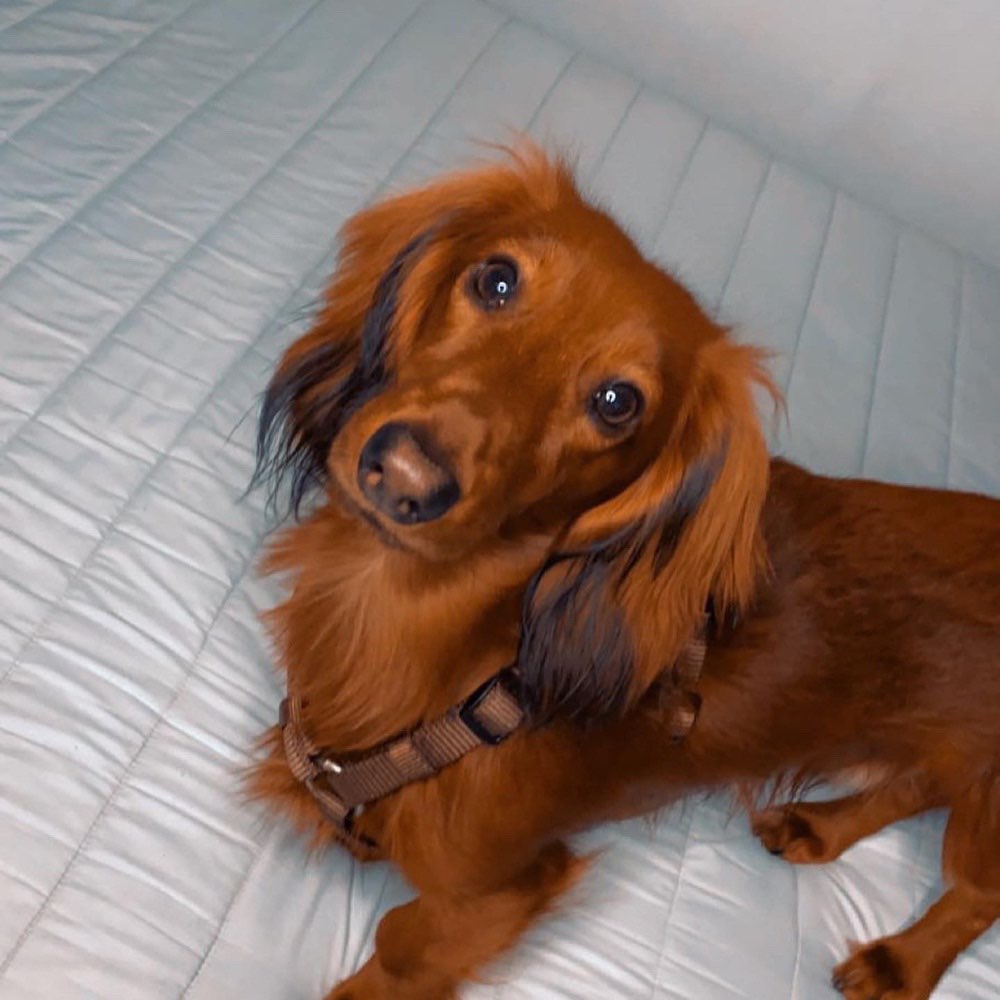 Hundetreffen-Gibt es noch Dackel in Hamburg? - Dackel treffen-Profilbild