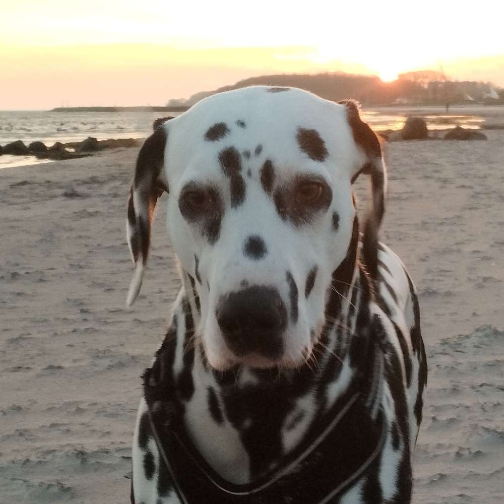 Hundetreffen-Spielpartner gesucht sehr neugierig!-Profilbild