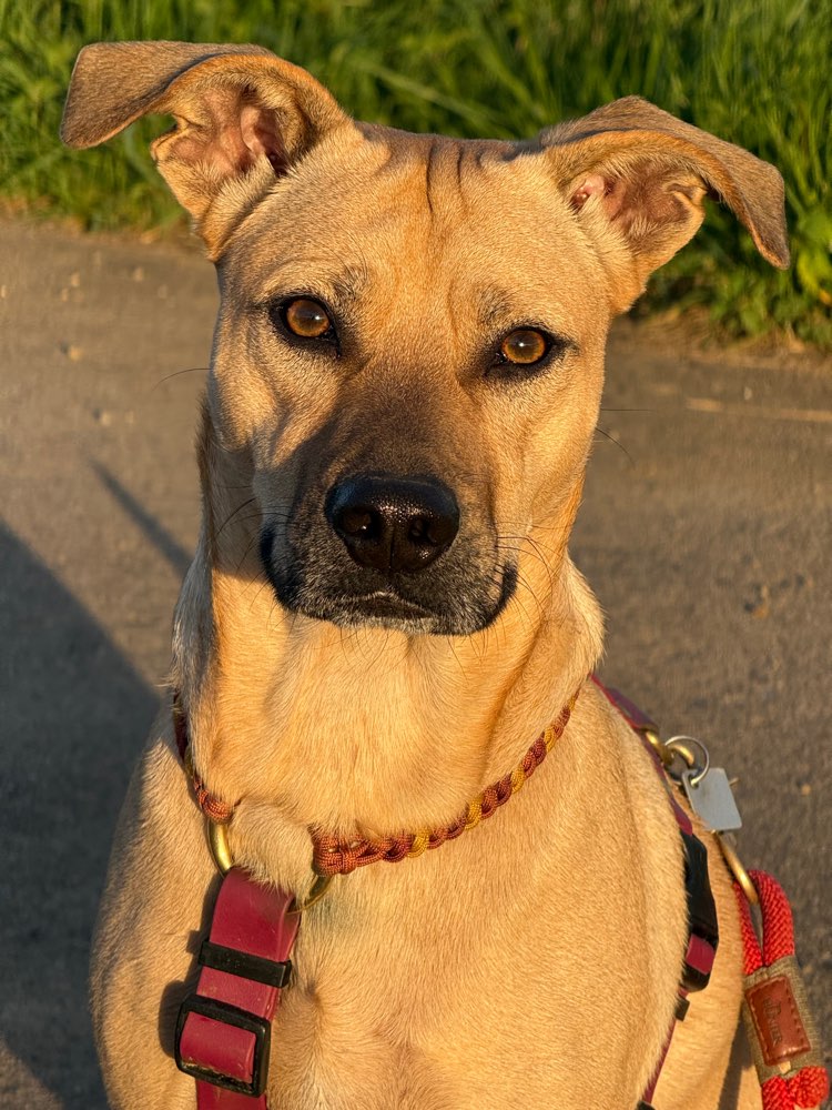 Hundetreffen-Sozialwalk-Profilbild