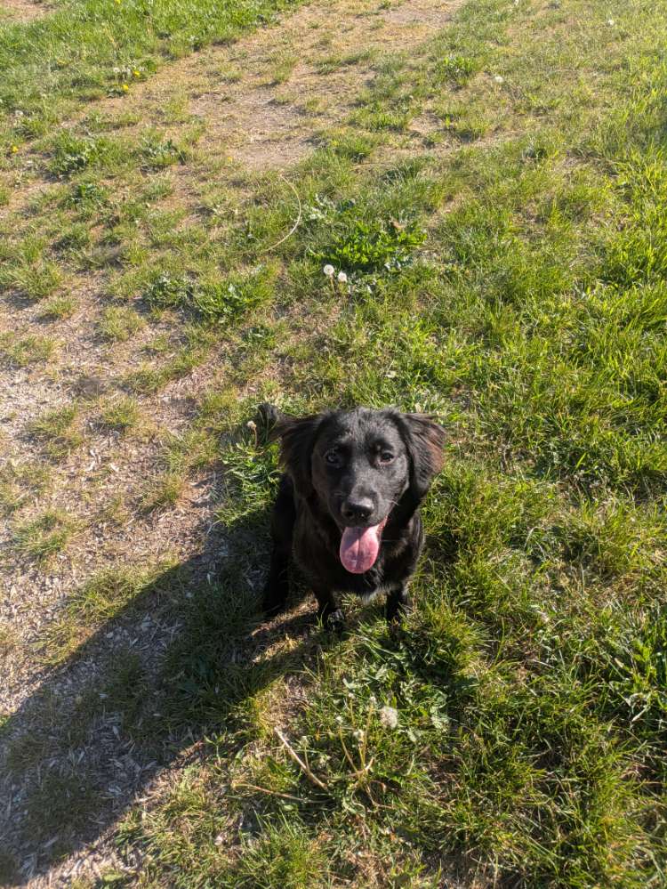 Hundetreffen-Treffen zum spielen-Profilbild