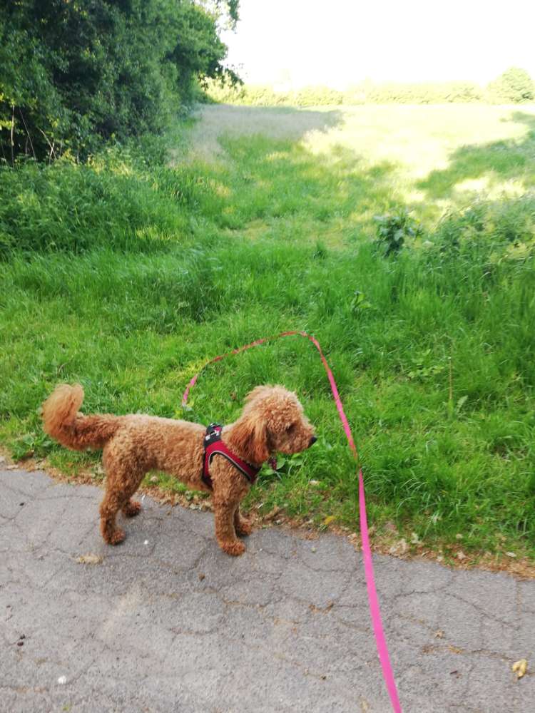 Hundetreffen-Treffen kleine bis mittlere Junghunde-Profilbild