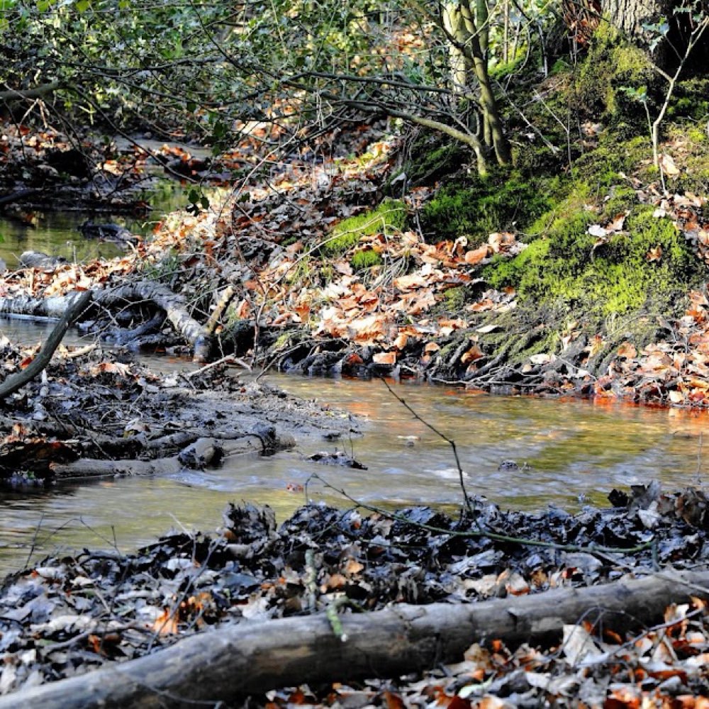 Hundetreffen-Mantrailing Oberhausen Sterkrader Wald-Profilbild