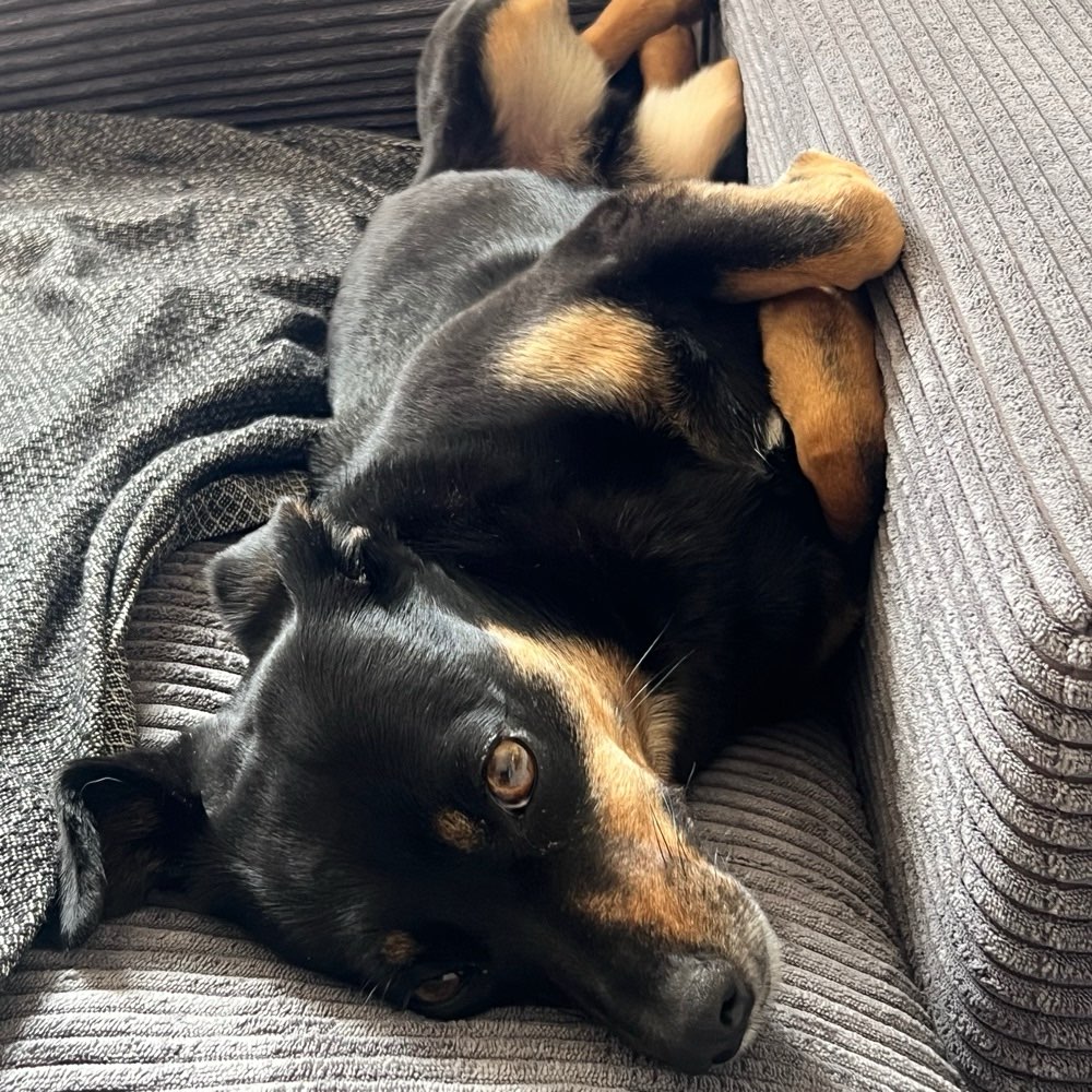 Hundetreffen-Angsthündin sucht Sozialkontakt-Profilbild