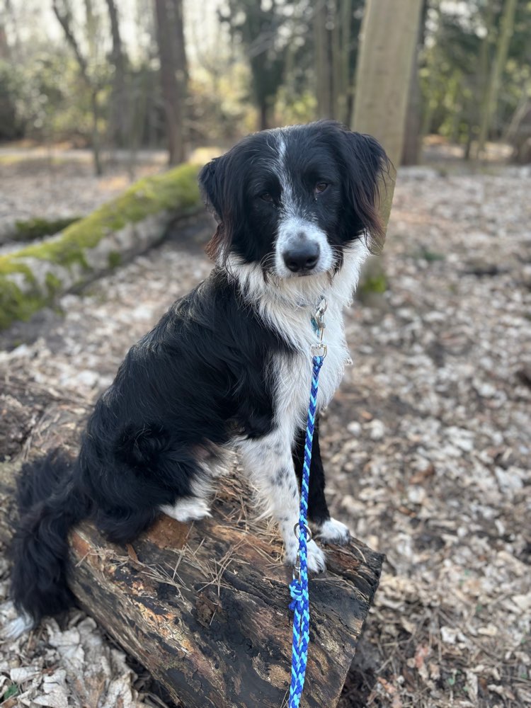 Hundetreffen-Hundebegegnungen-Profilbild