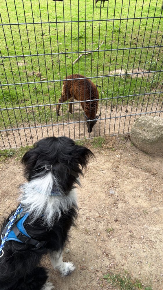 Hundetreffen-Schwarze Berge-Profilbild