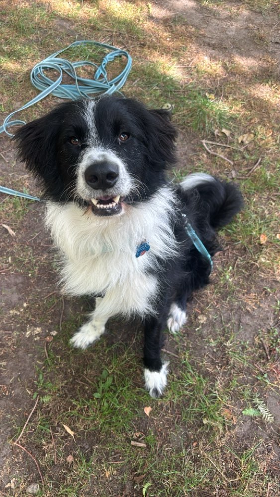 Hundetreffen-Trainingspartner/Spielfreund-Profilbild