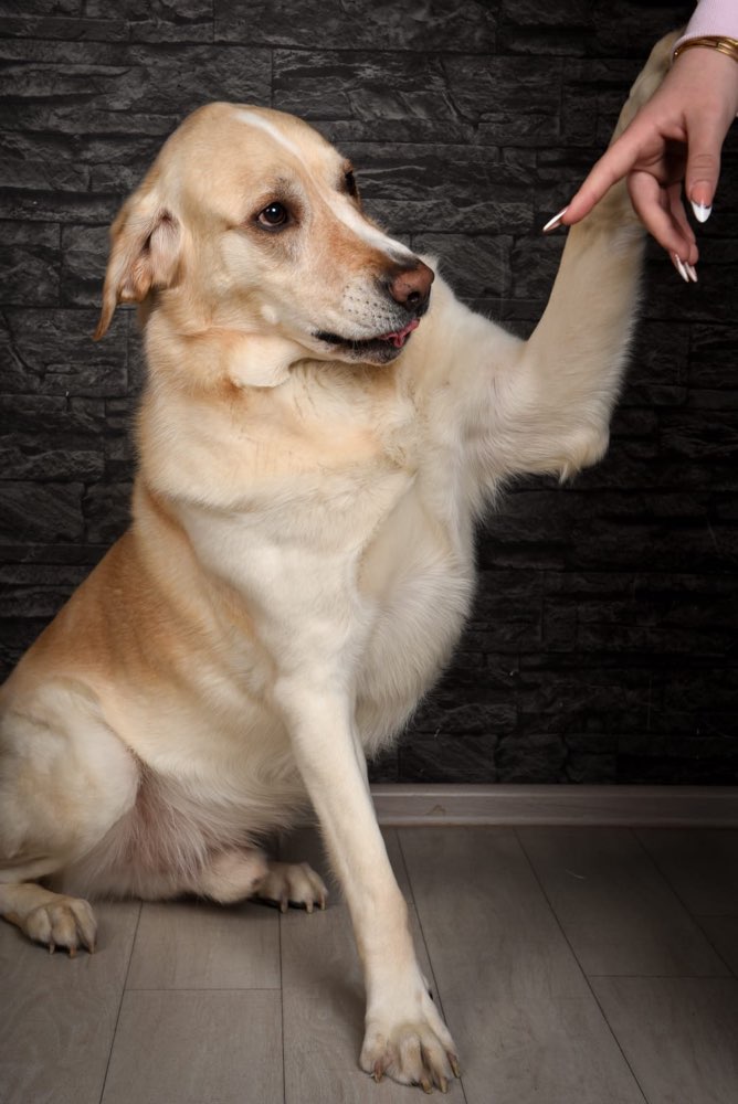 Hundetreffen-Spielfreunde für bowser gesucht-Profilbild