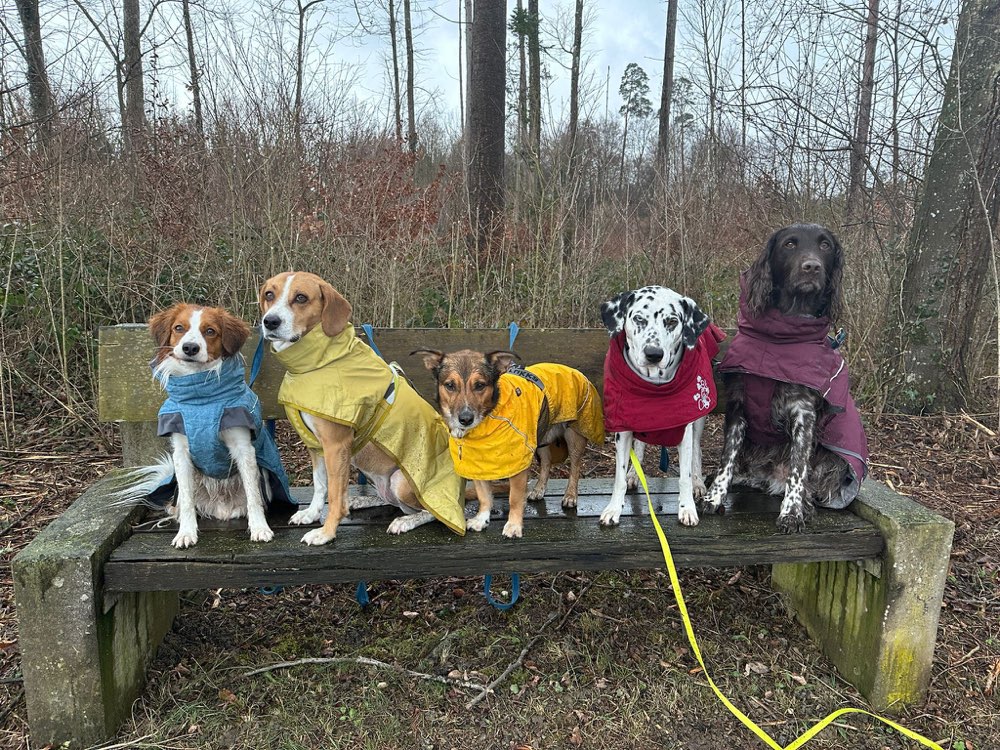 Hundetreffen-Social Walk-Profilbild