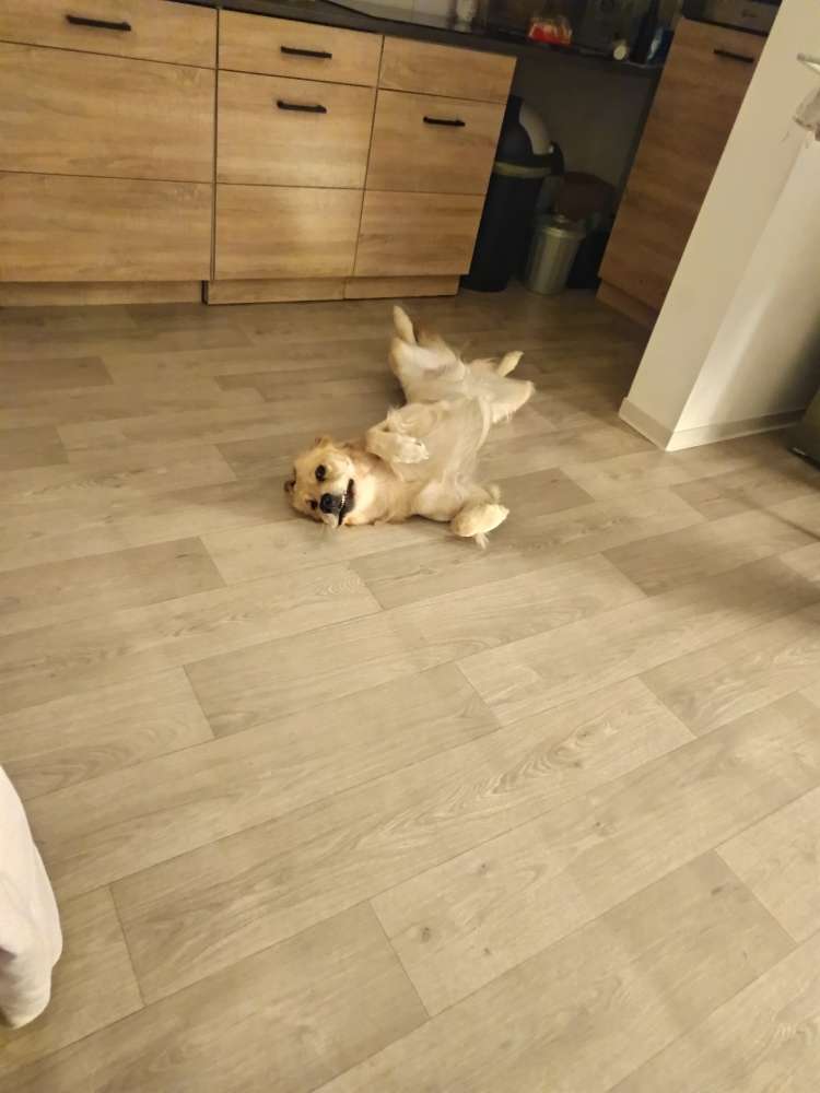 Hundetreffen-Hundekumpel zum trainieren und spielen-Profilbild