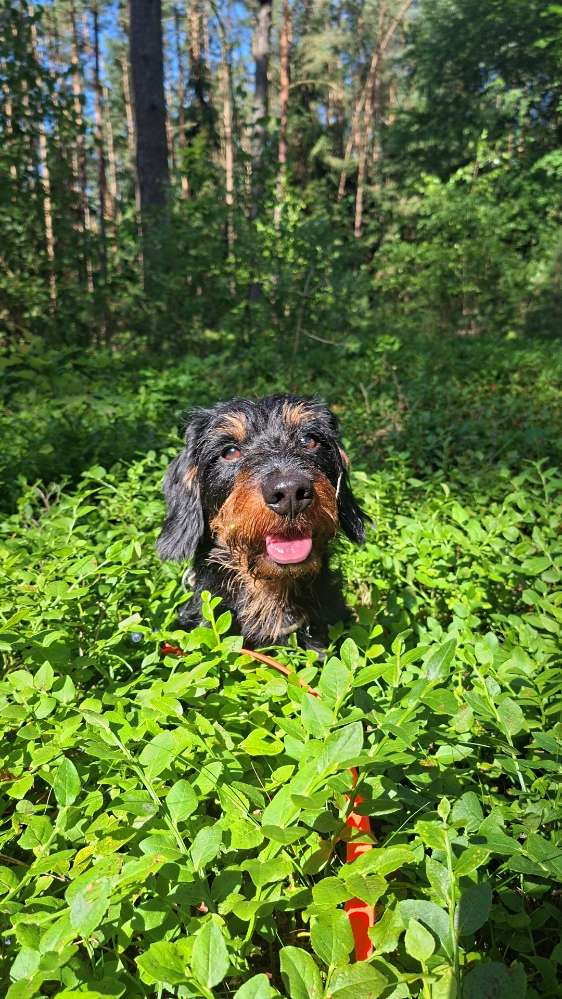 Hundetreffen-Gemeinsame Hunde-Runden🐾-Profilbild