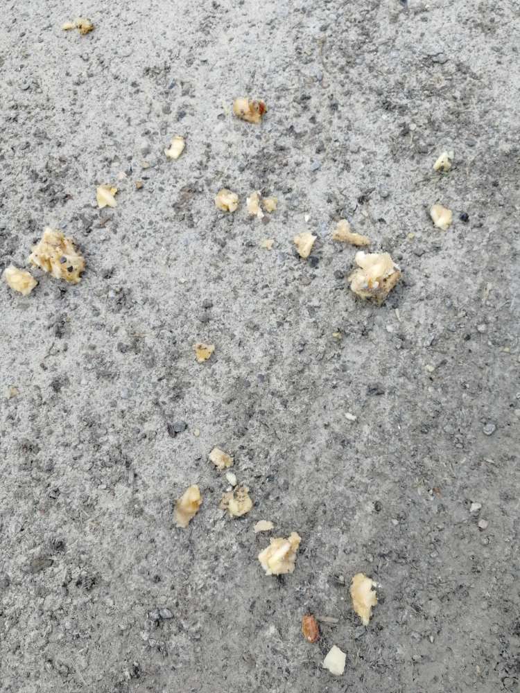 Giftköder-Essensreste-Profilbild