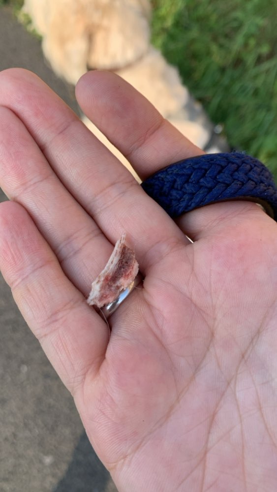 Giftköder-Spitze Knochen in Sürth am Rhein-Profilbild