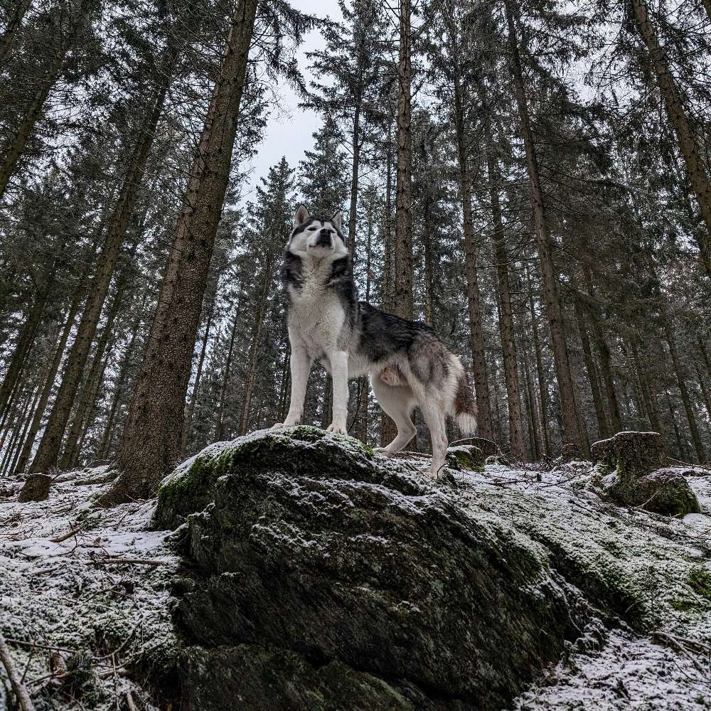 Hundetreffen-Mönchengladbach Umgebung Hundetreffen gesucht Anuk mag das Rudelverhalten-Profilbild
