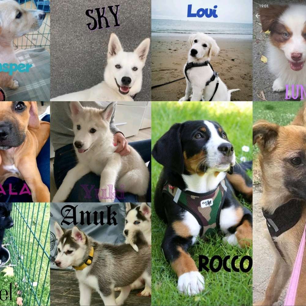 Treffen damit sich die Hunde kennenlernen können !🐾🐶🐾🙏😇💖💖💖💖🥰🐕