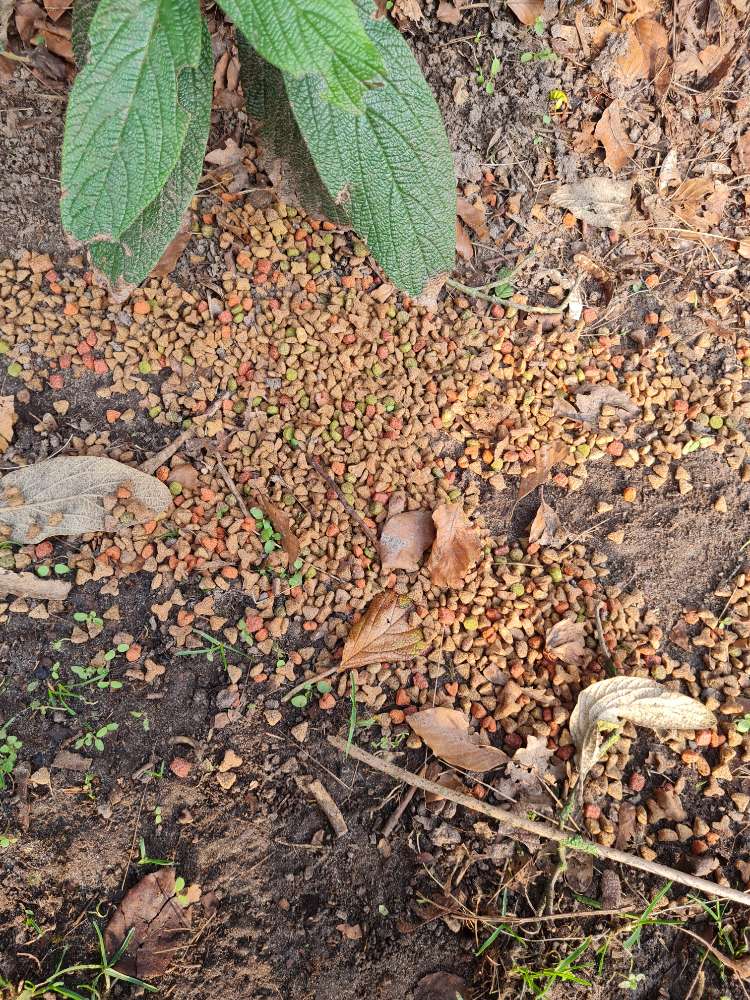 Giftköder-Futter auf Hundewies-Profilbild