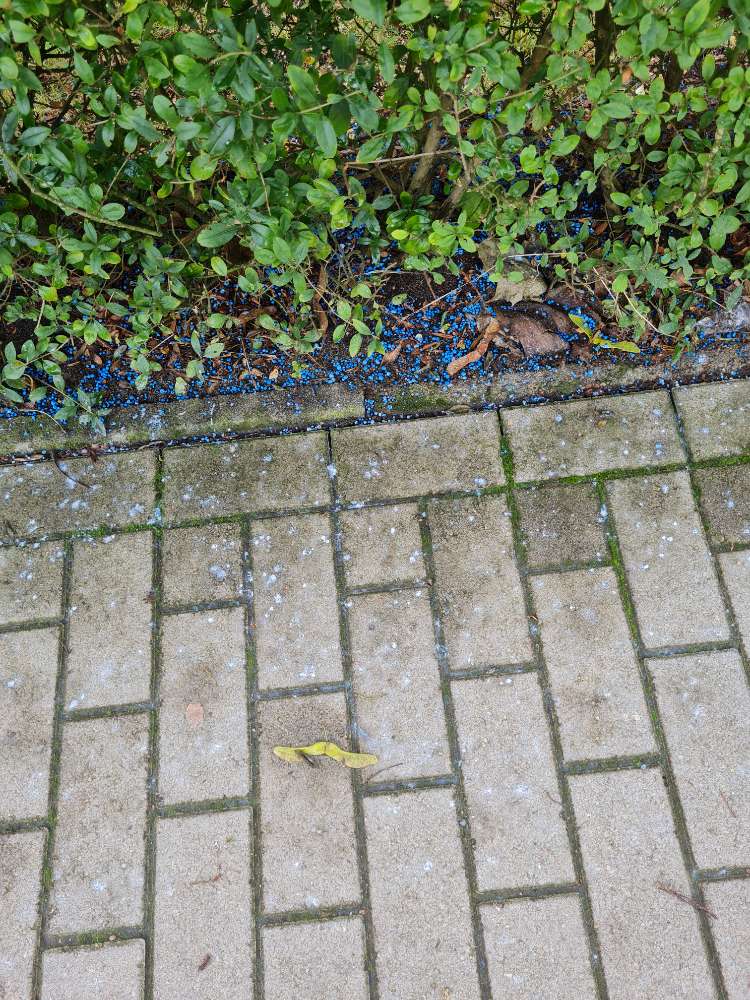 Giftköder-Blaukorn oder Schneckenkorn?-Profilbild