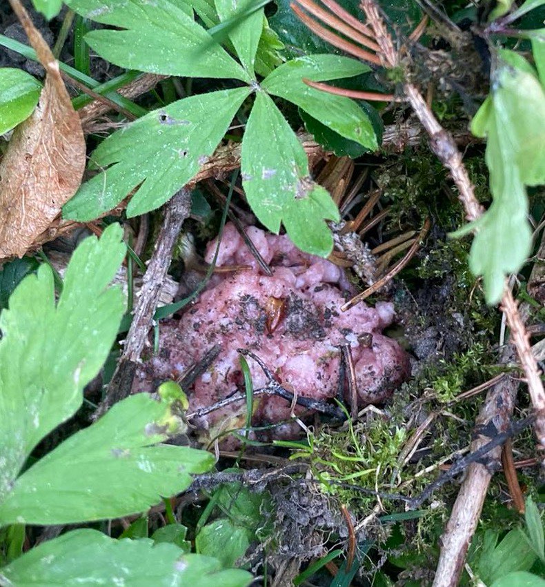 Giftköder-Möglicher Giftköder-Profilbild