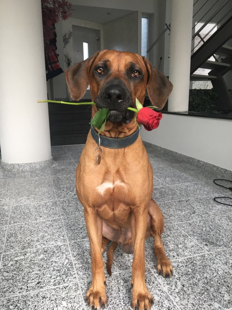 Hundetreffen-Gassi gehen in Wegberg-Profilbild