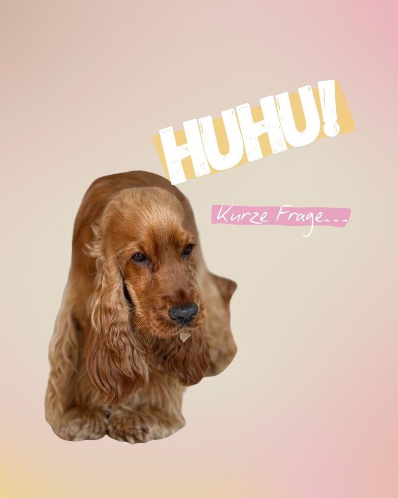 Hundetreffen-Intensivtraining am Bodensee-Profilbild