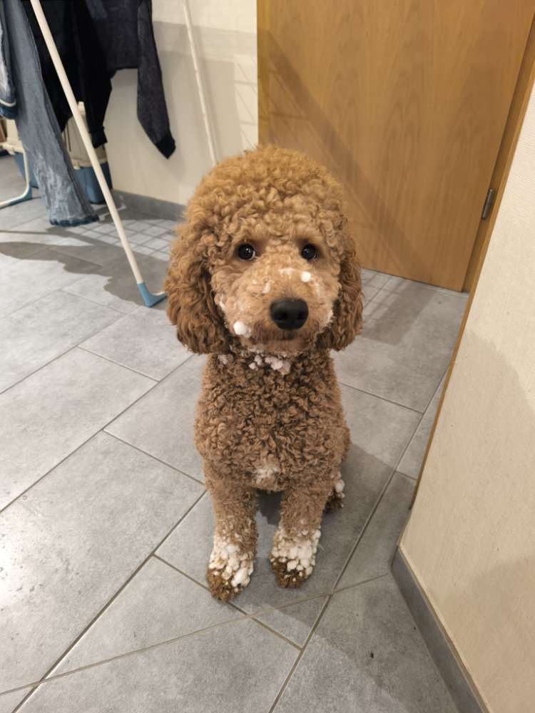 Hundetreffen-Junghund-Treffen-Profilbild