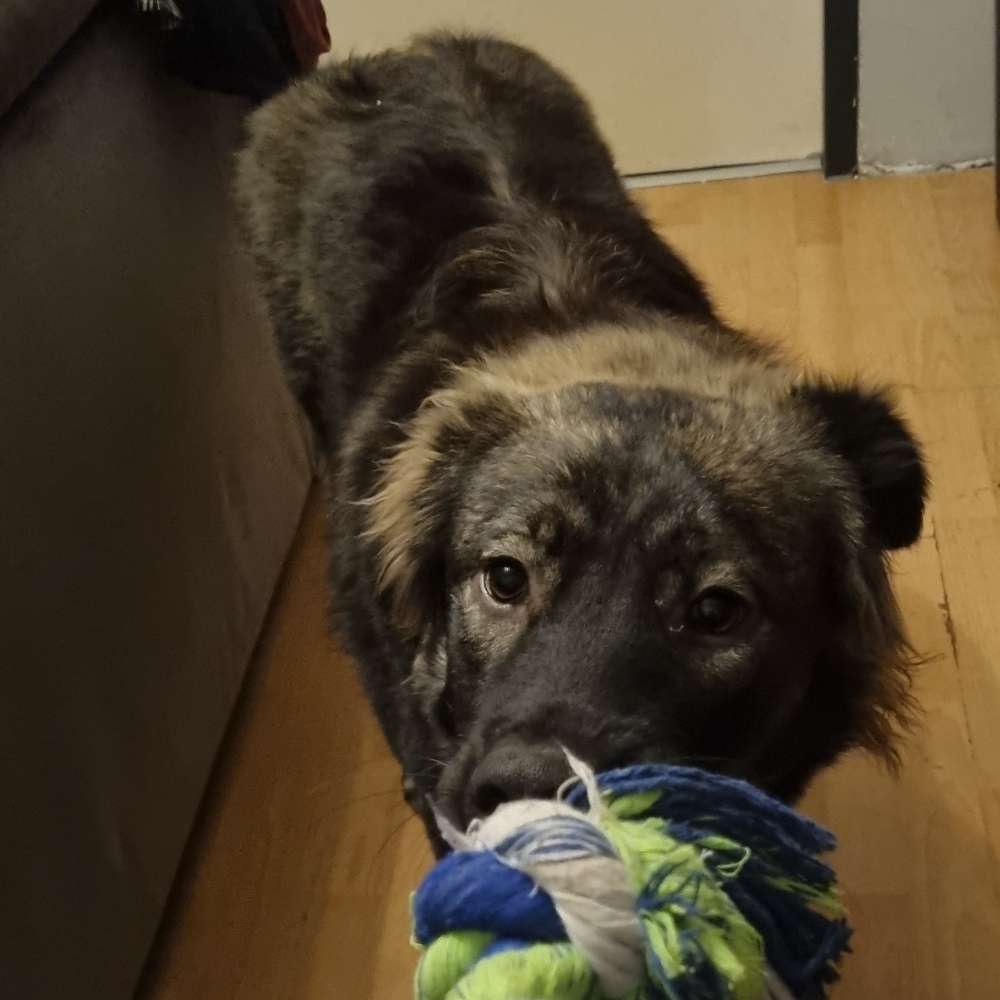 Hundetreffen-Social Walk und /oder Spieltreffen-Profilbild