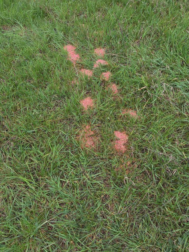 Giftköder-Gebeiztes Korn?-Profilbild