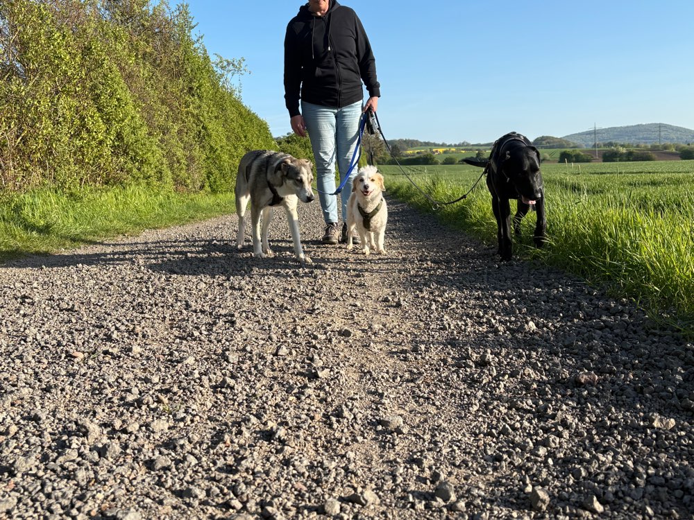 Hundetreffen-Freitagsrunde ☀️🐾 Spendenlauf-Profilbild