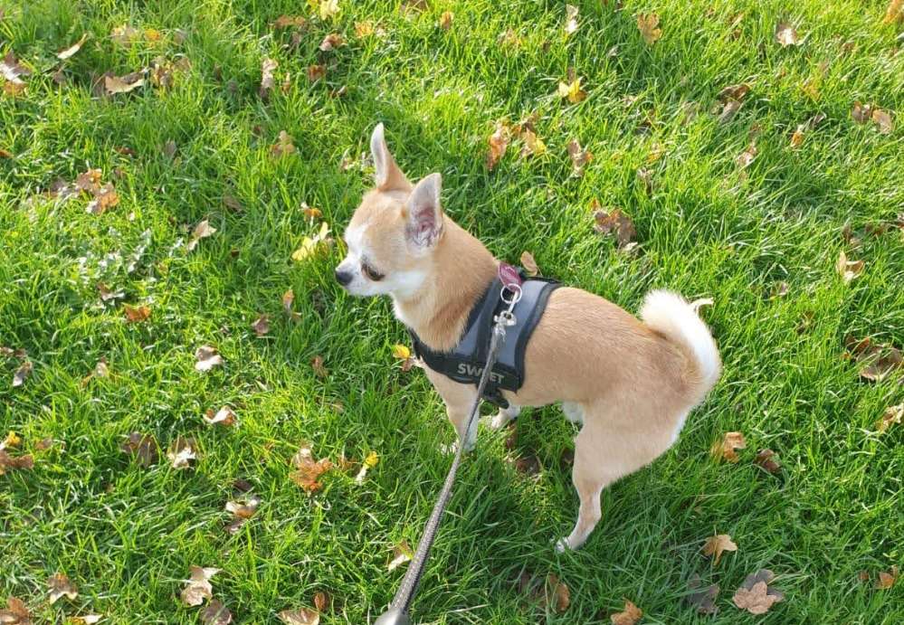 Suchmeldung-Ivo-Profilbild