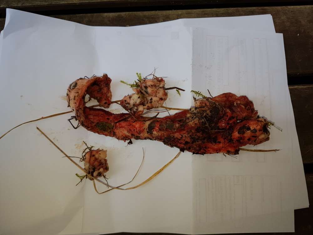 Giftköder-Vermutlich Giftköder-Profilbild