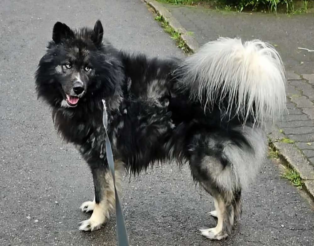 Suchmeldung-CJ-Profilbild