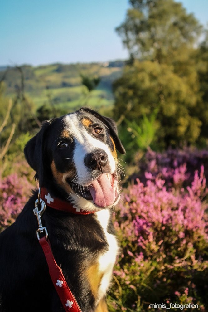 Hundetreffen-Wir suchen nach Gassipartnern im Bereich Schwalmstadt/Alsfeld.-Profilbild