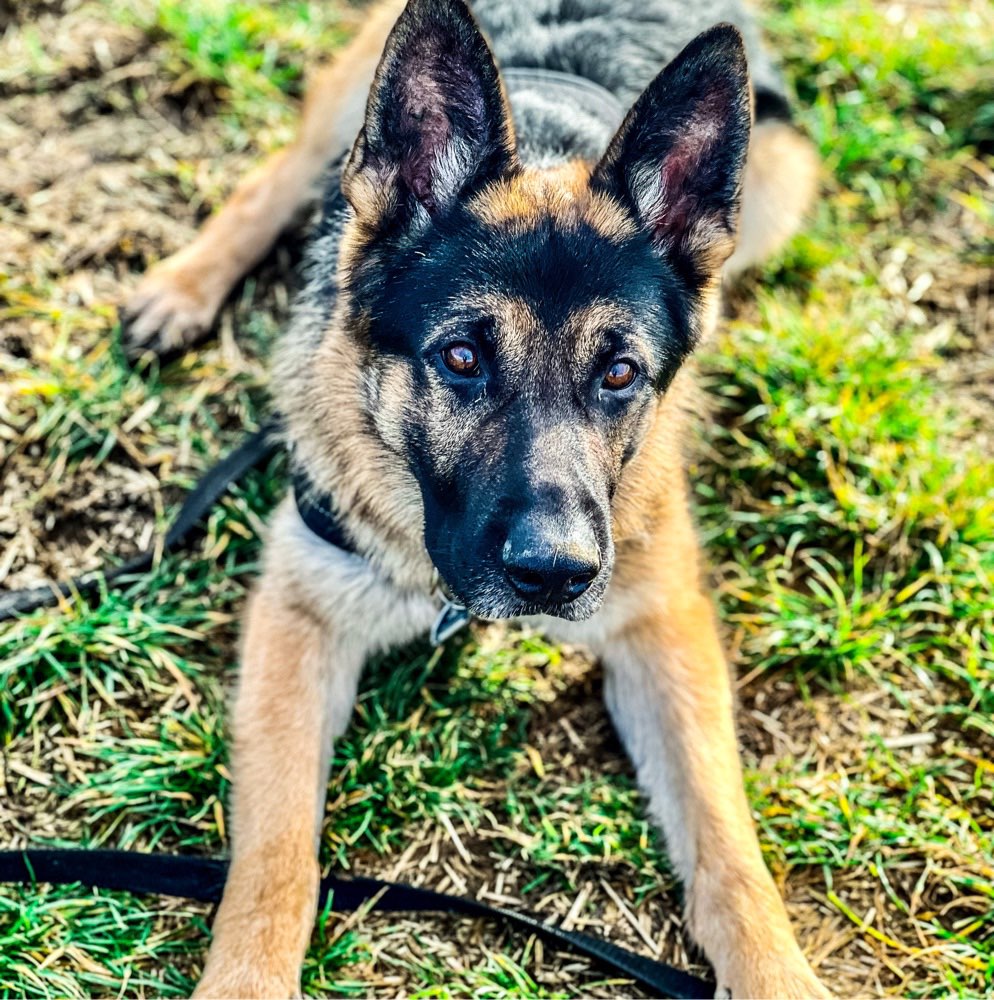 Hundetreffen-Trainingspartner gesucht!-Profilbild