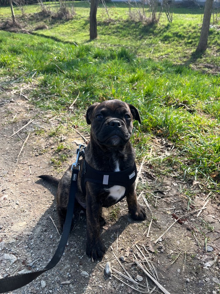 Hundetreffen-Welpen kennenlernen-Profilbild