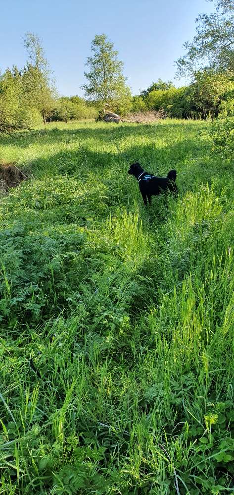 Hundetreffen-Training mit dem Hund-Profilbild