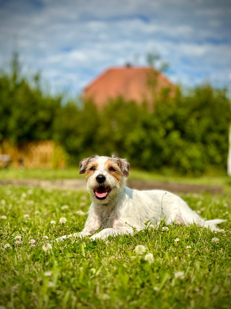 Hundetreffen-Spazier- und Spielpartner gesucht-Profilbild