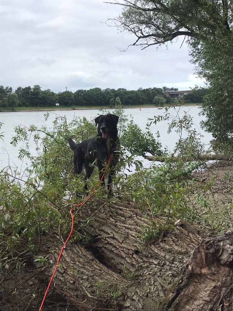 Hundetreffen-Spaziergang und spielen-Profilbild