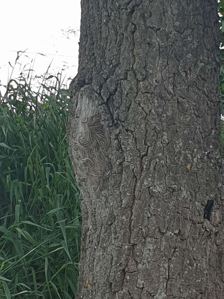 Giftköder-Eichenprozessionsspinner-Profilbild