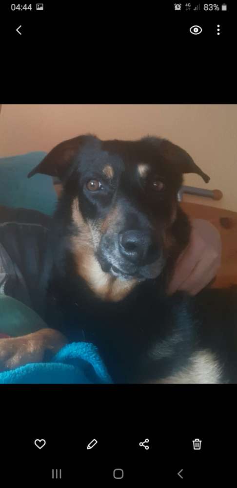 Das Lefzen- 'Ding' Banner