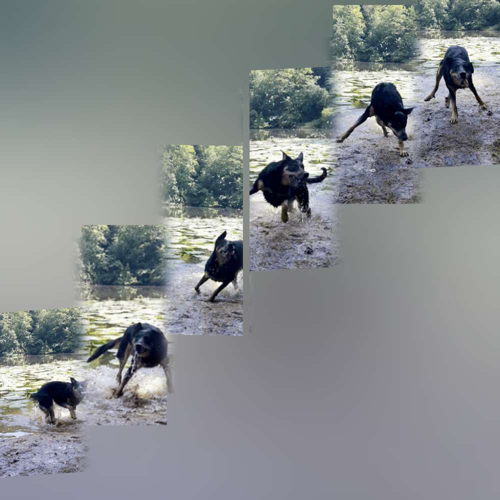 Hund in Bewegung Banner