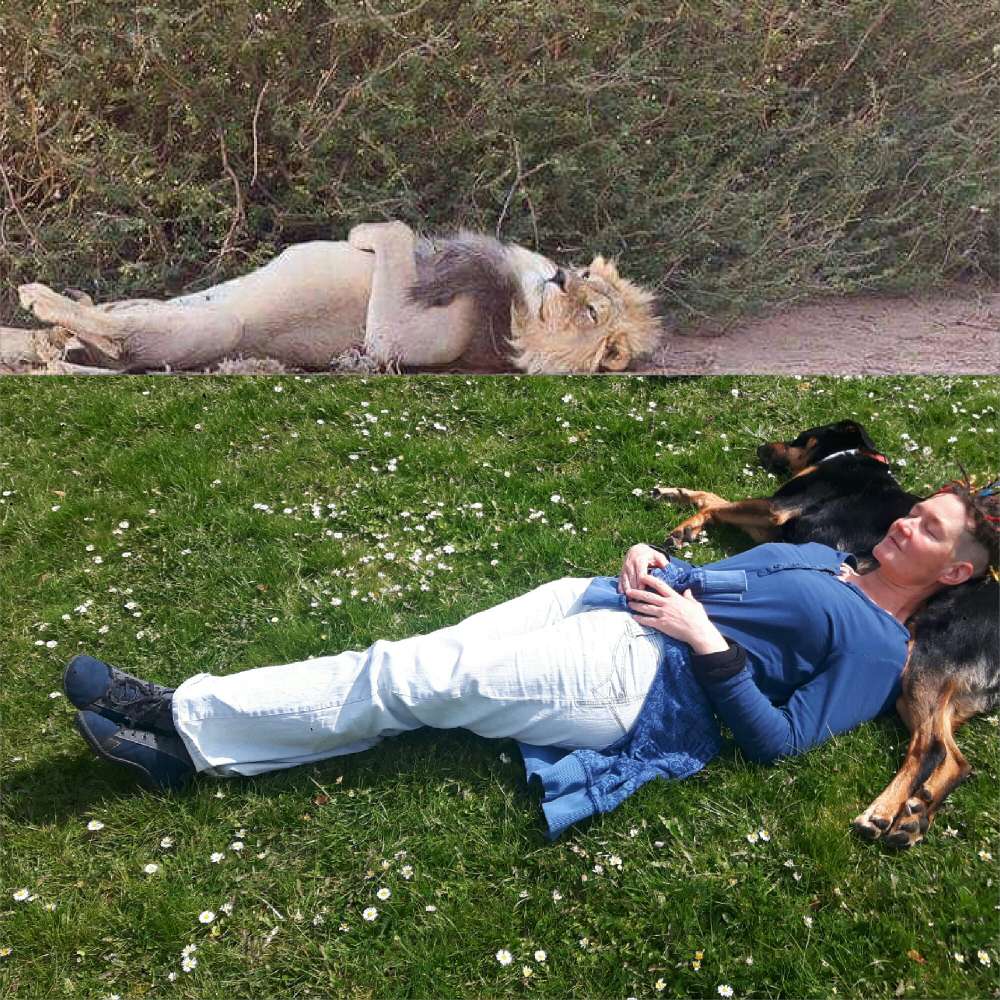 Collage Challenge ' Mein Hund und ich- Chilly Milly mit anderen Tieren Banner