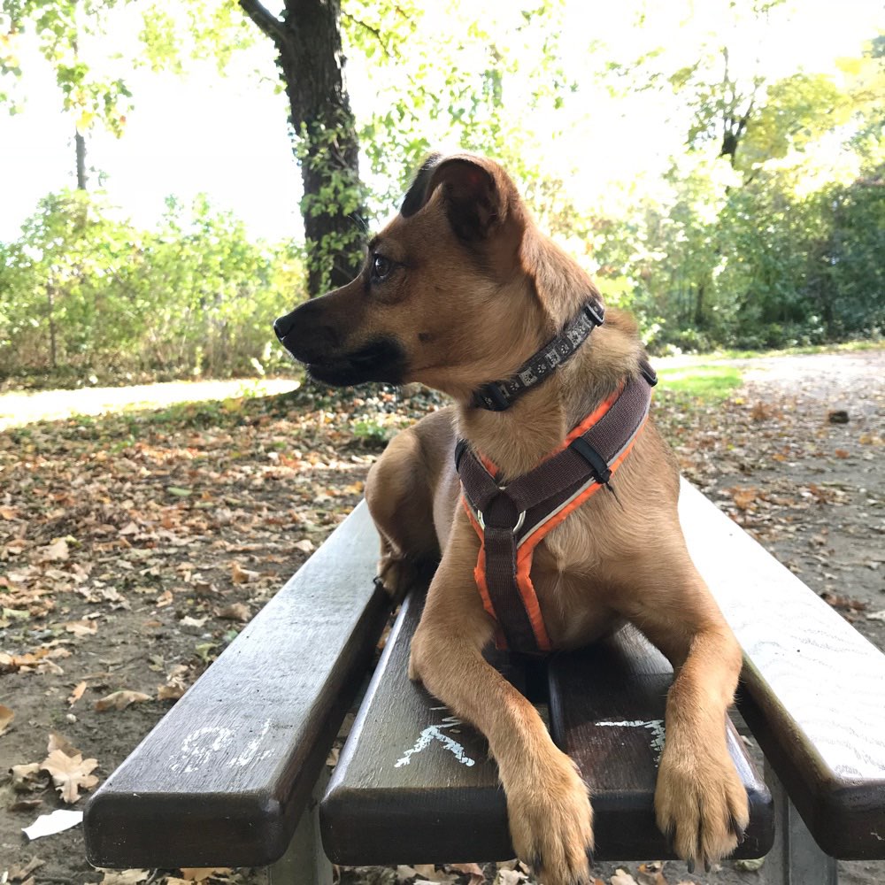 Hundetreffen-Social Walk / Training-Profilbild