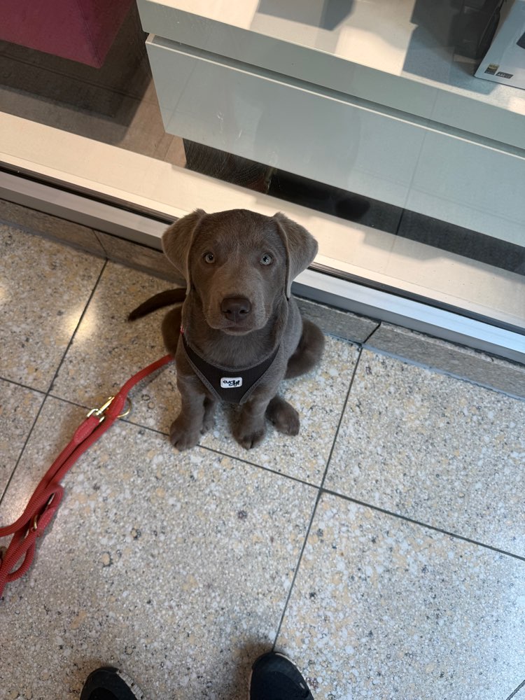 Hundetreffen-Gassikumpel gesucht 🤗-Profilbild