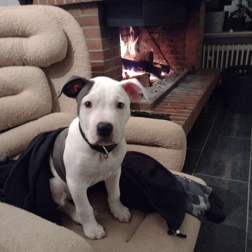 Hundetreffen-Seckenheim-Profilbild