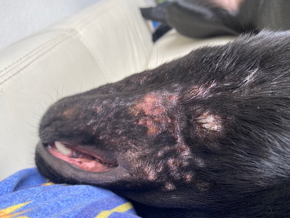 Giftköder-Eichenprozessionsspinner-Profilbild