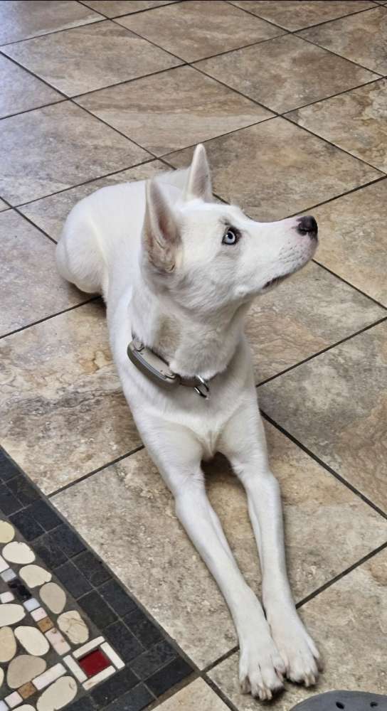 Hundetreffen-Hundespiel Runde im Garten mit Zaun-Profilbild