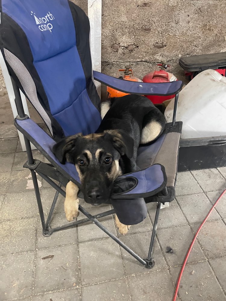 Hundetreffen-Gassirunde & toben-Profilbild