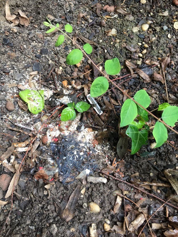 Giftköder-Rasierklinge u. eventuell Gift?-Profilbild